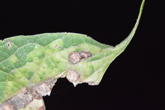 Celticecis capsularis