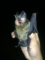 Gardnerycteris crenulatum