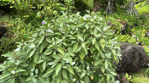 Achyranthes splendens observed 2025-06-27