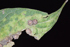 Celticecis capsularis