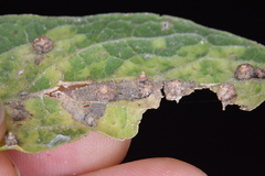 Celticecis capsularis