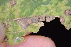 Celticecis capsularis