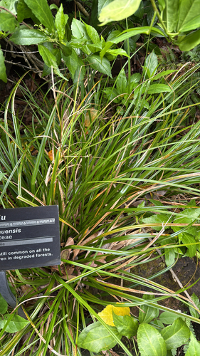 Carex wahuensis observed 2025-06-27