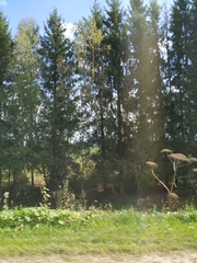 Heracleum sosnowskyi