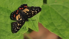 Chlosyne melitaeoides