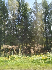 Heracleum sosnowskyi