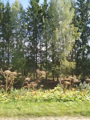 Heracleum sosnowskyi