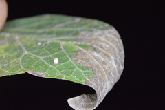 Celticecis cupiformis