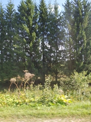 Heracleum sosnowskyi