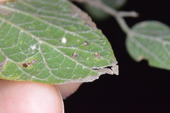 Celticecis cupiformis