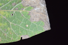 Celticecis cupiformis