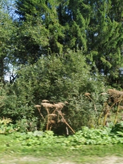 Heracleum sosnowskyi