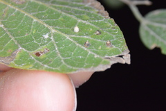 Celticecis cupiformis