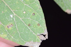 Celticecis cupiformis