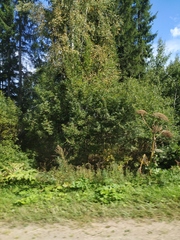 Heracleum sosnowskyi