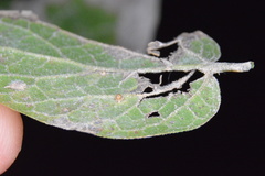 Celticecis cupiformis