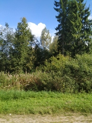 Chamaenerion angustifolium