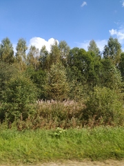 Chamaenerion angustifolium