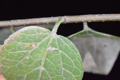 Celticecis cupiformis