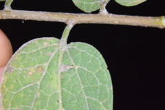 Celticecis cupiformis