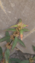 Spermacoce ocymoides