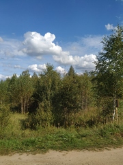 Calamagrostis epigejos