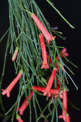 Russelia equisetiformis