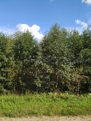 Heracleum sosnowskyi