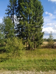 Calamagrostis epigejos