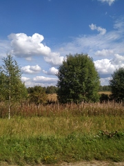 Chamaenerion angustifolium