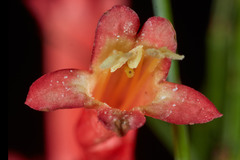 Russelia equisetiformis