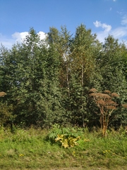 Heracleum sosnowskyi