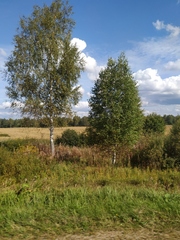 Chamaenerion angustifolium