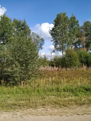 Chamaenerion angustifolium