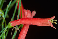 Russelia equisetiformis