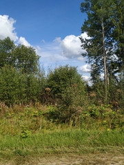 Heracleum sosnowskyi