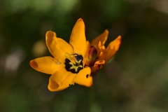 Ixia maculata