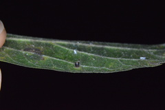 Celticecis cupiformis