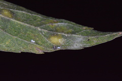 Celticecis cupiformis