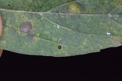 Celticecis cupiformis