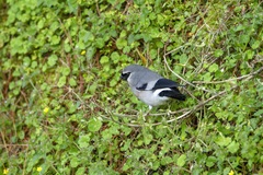 Pyrrhula owstoni