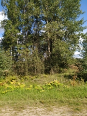 Heracleum sosnowskyi