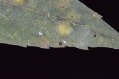 Celticecis cupiformis