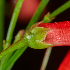 Russelia equisetiformis