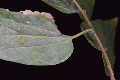 Celticecis cupiformis