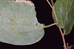 Celticecis cupiformis