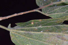 Celticecis cupiformis