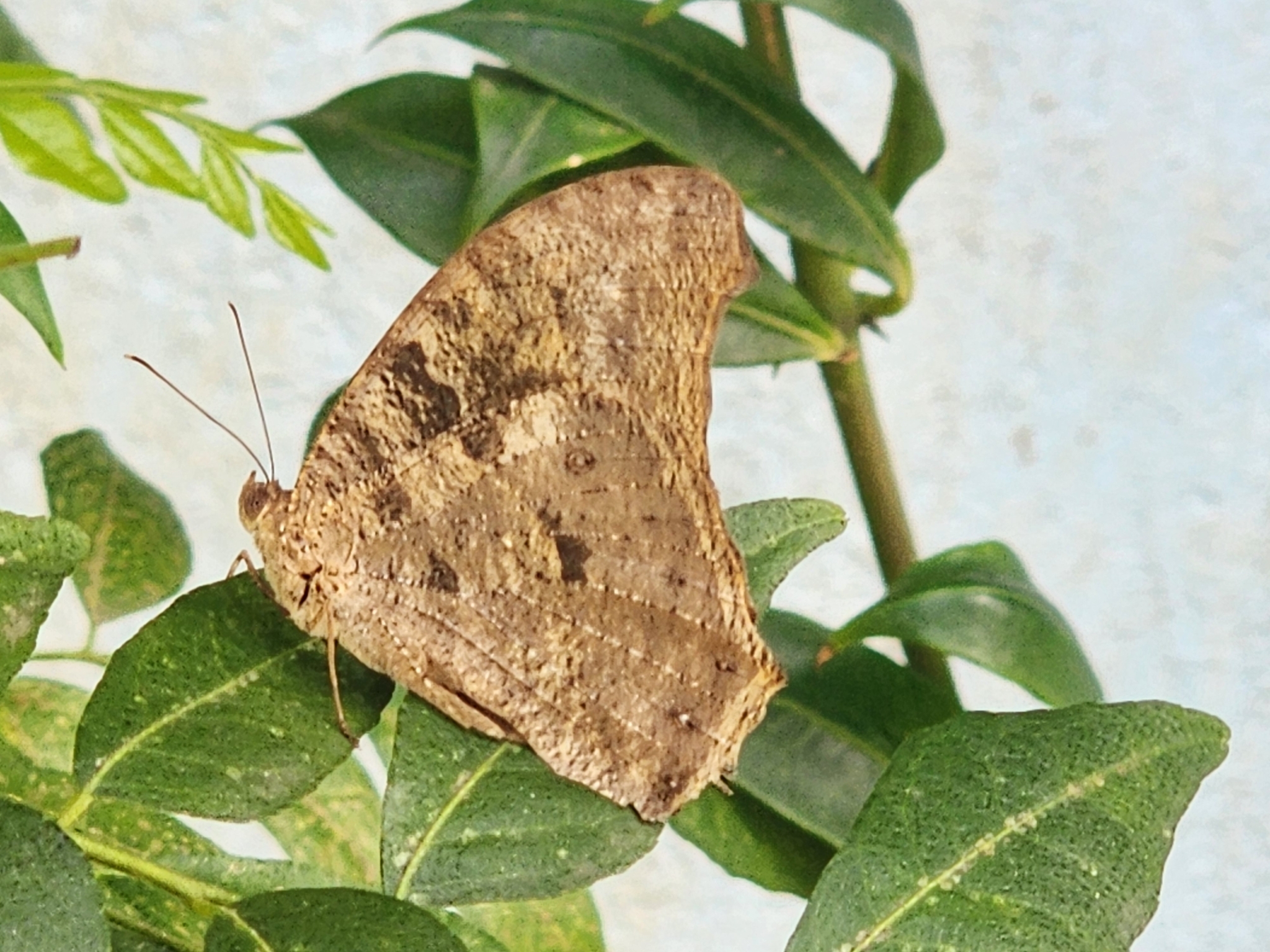 Common Evening Brown