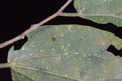 Celticecis cupiformis