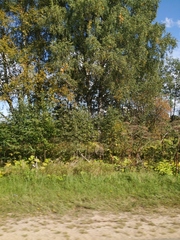 Heracleum sosnowskyi